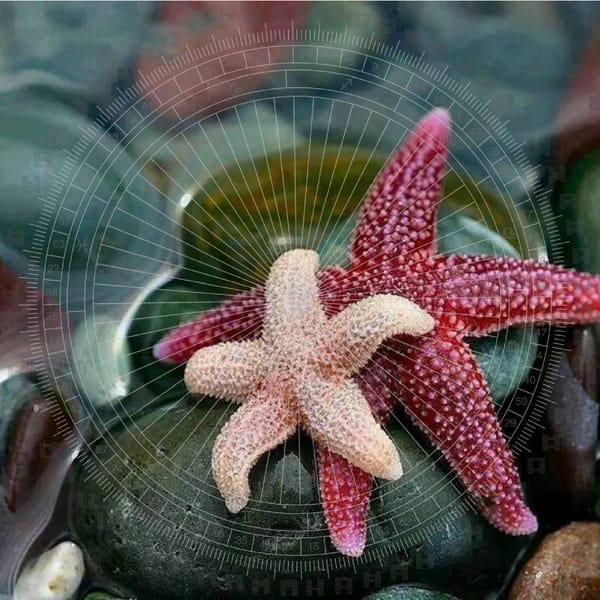 Formación de Analistas de Desarrollo Infantil