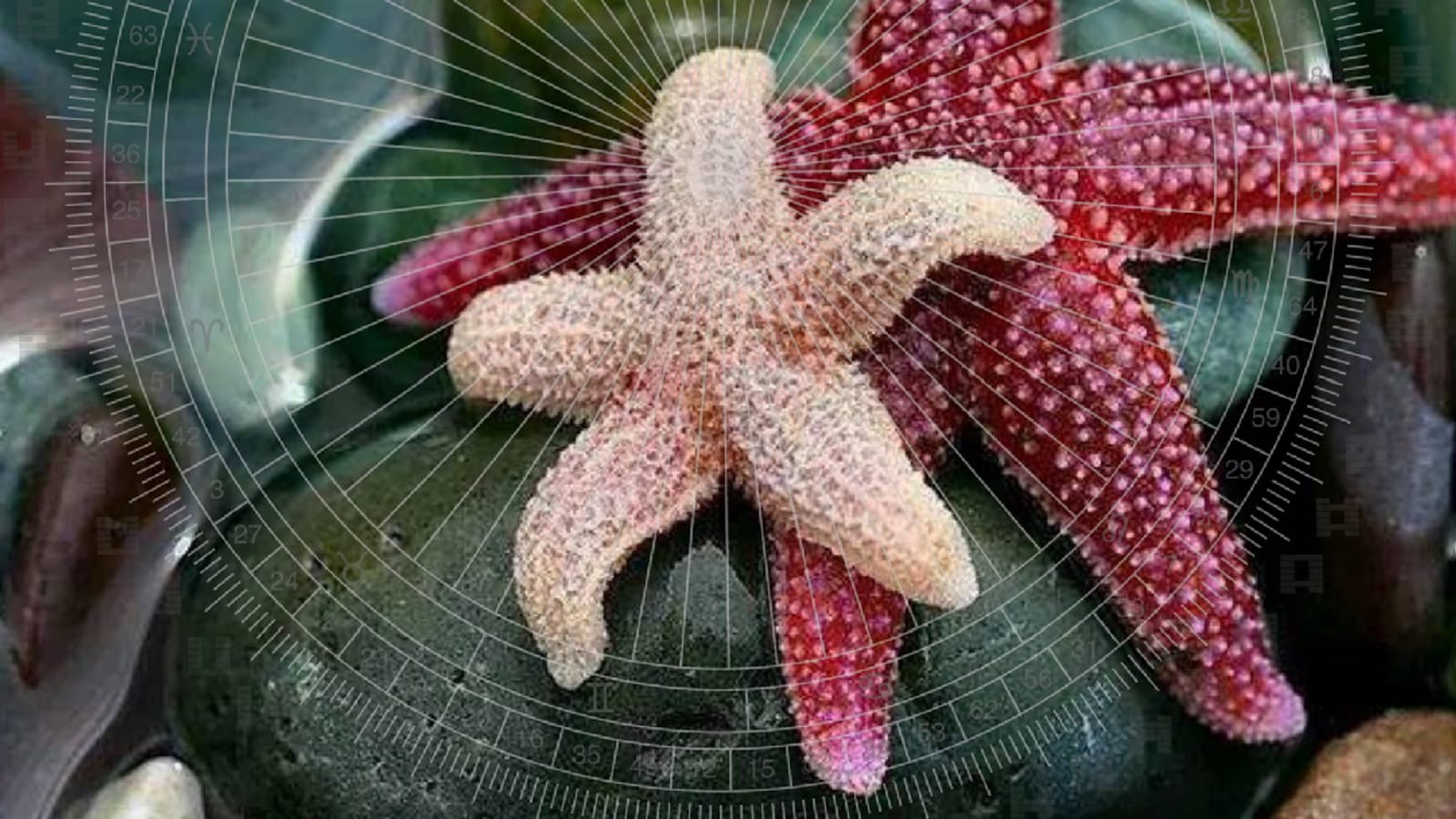 Formación de Analistas de Desarrollo Infantil